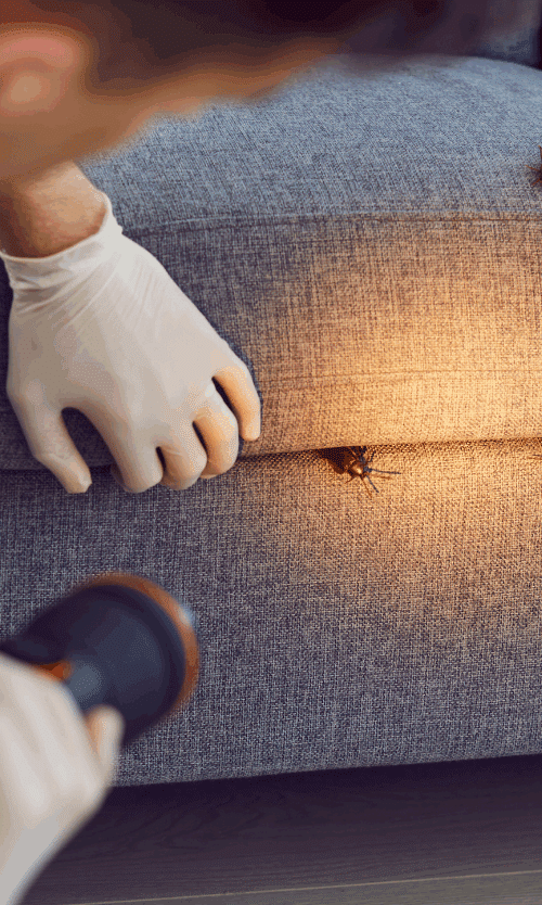 Warning signs of a cockroach infestation