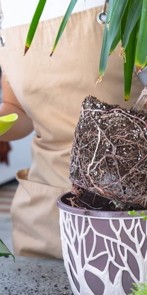 How to Get Rid of Gnats in Houseplants Fast