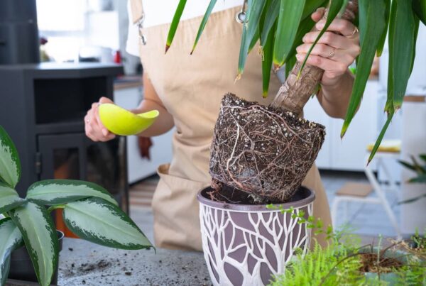 How to Get Rid of Gnats in Houseplants Fast