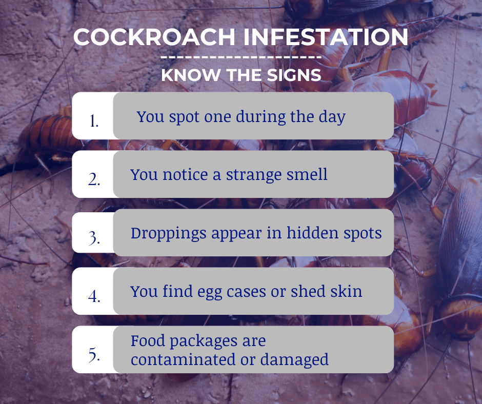 signs of a cockroach infestation
