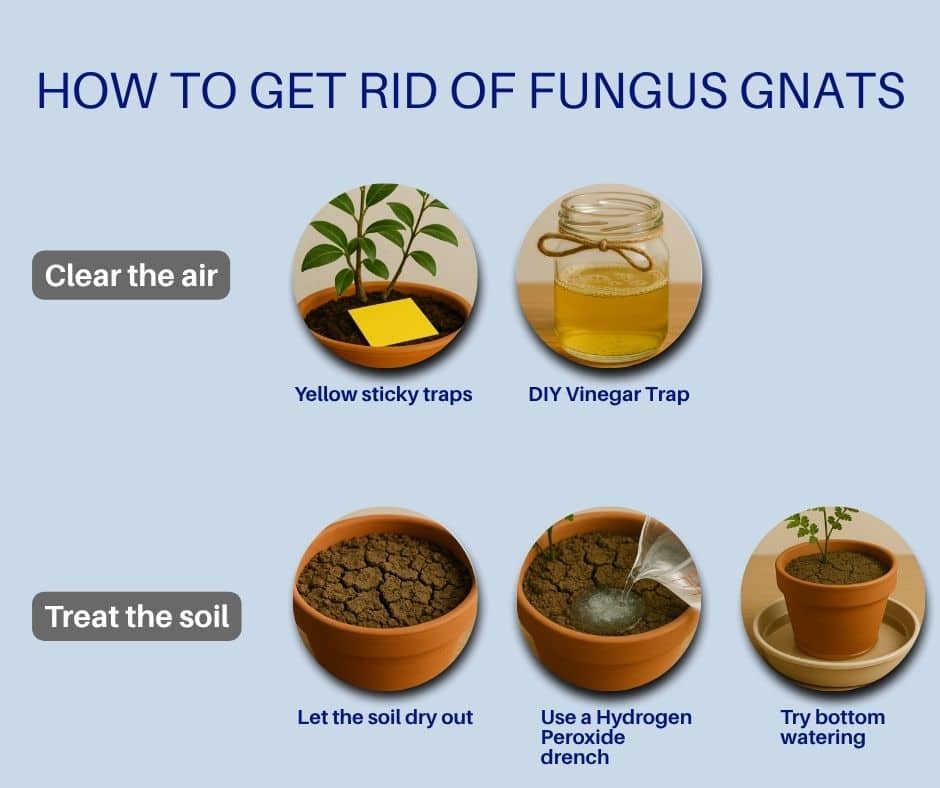 How to get rid of fungus gnats using traps and soil treatments.