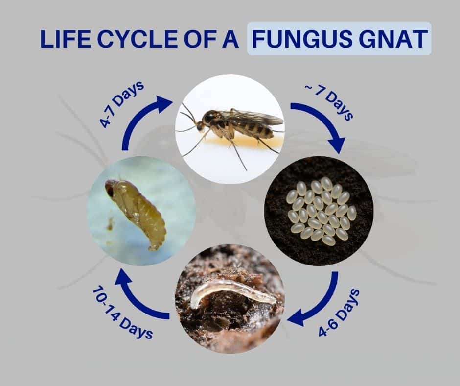 Lifecycle of a fungus gnat