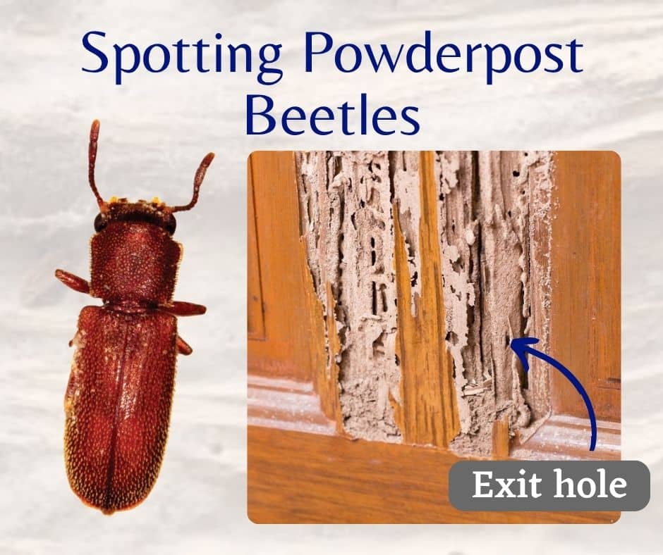 What Is a Powderpost Beetle