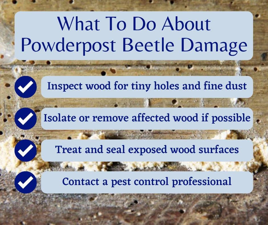 What To Do About Powderpost Beetle Damage