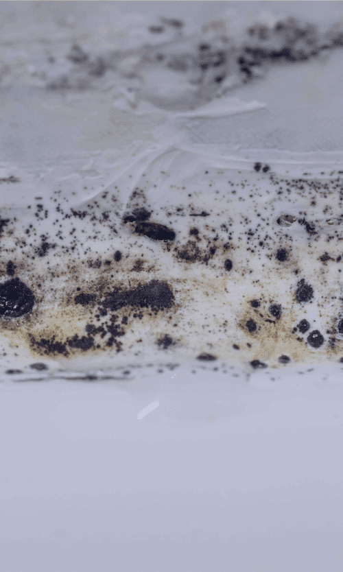 is black mold dangerous