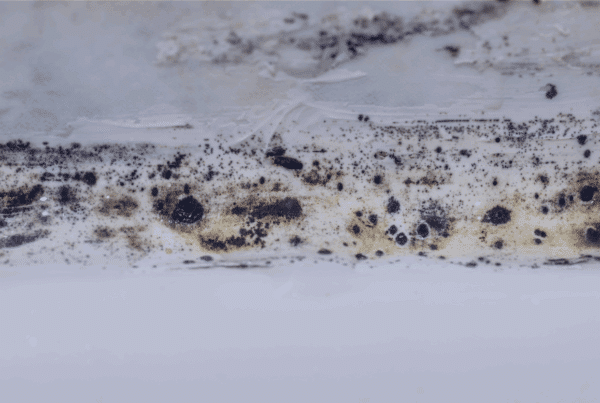 is black mold dangerous