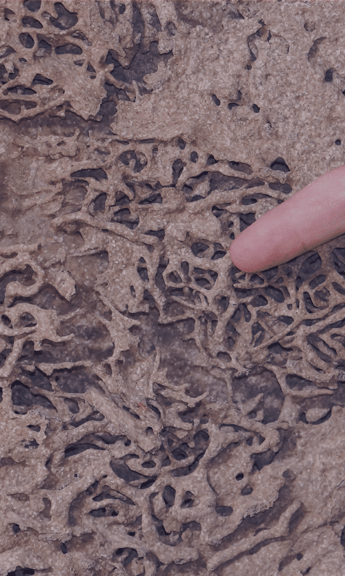 how to tell if you have termites