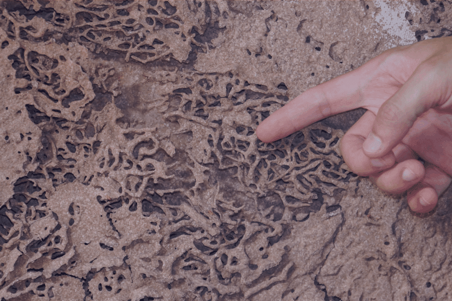 how to tell if you have termites