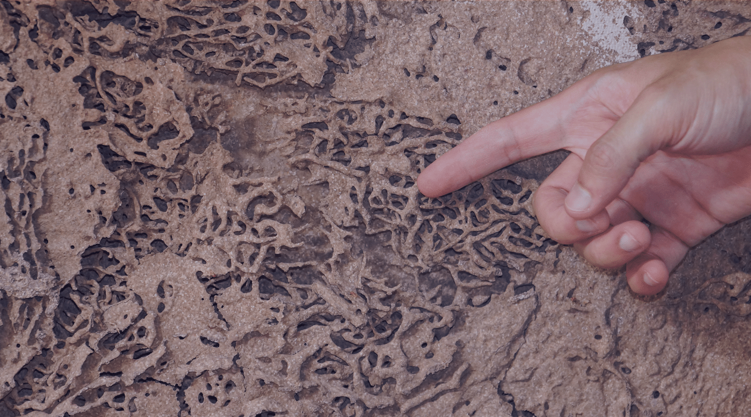 how to tell if you have termites