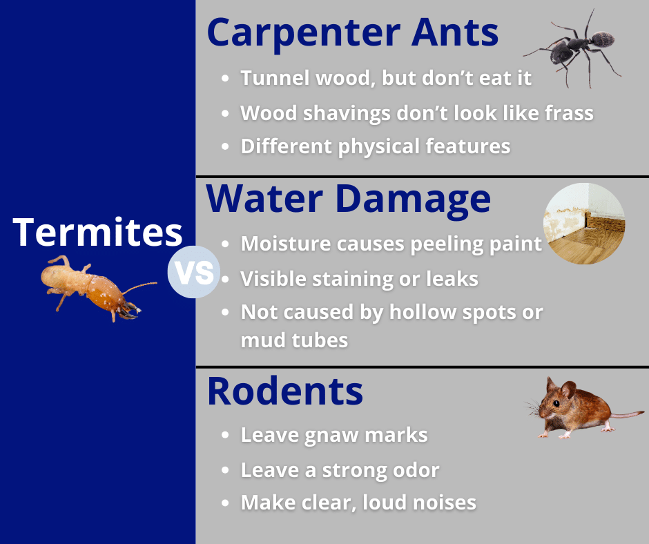 termites vs other pests
