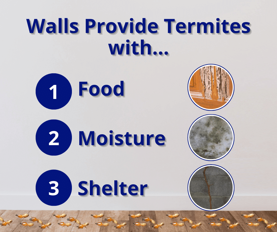 Walls provide termites with food, moisture, and shelter