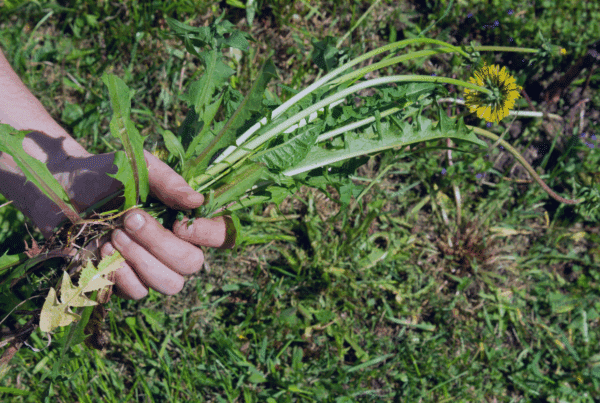florida weeds
