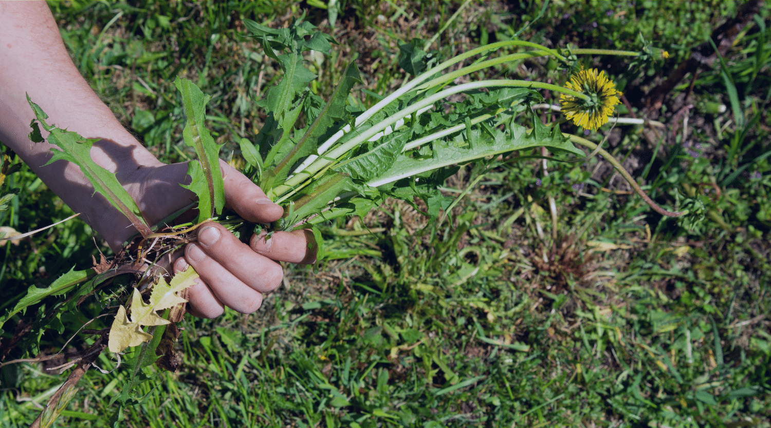florida weeds