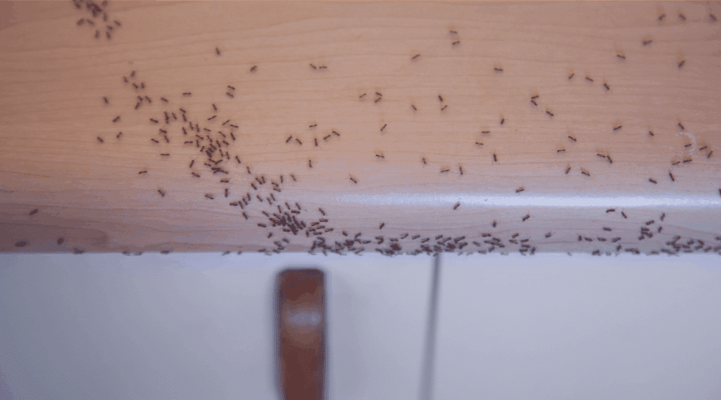 How to Keep Tiny Ants in the Kitchen from Returning