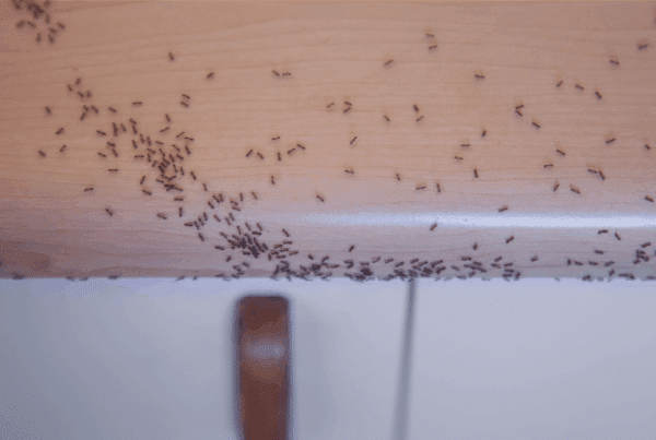 How to Keep Tiny Ants in the Kitchen from Returning