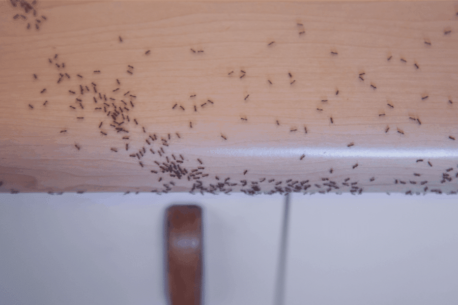 How to Keep Tiny Ants in the Kitchen from Returning