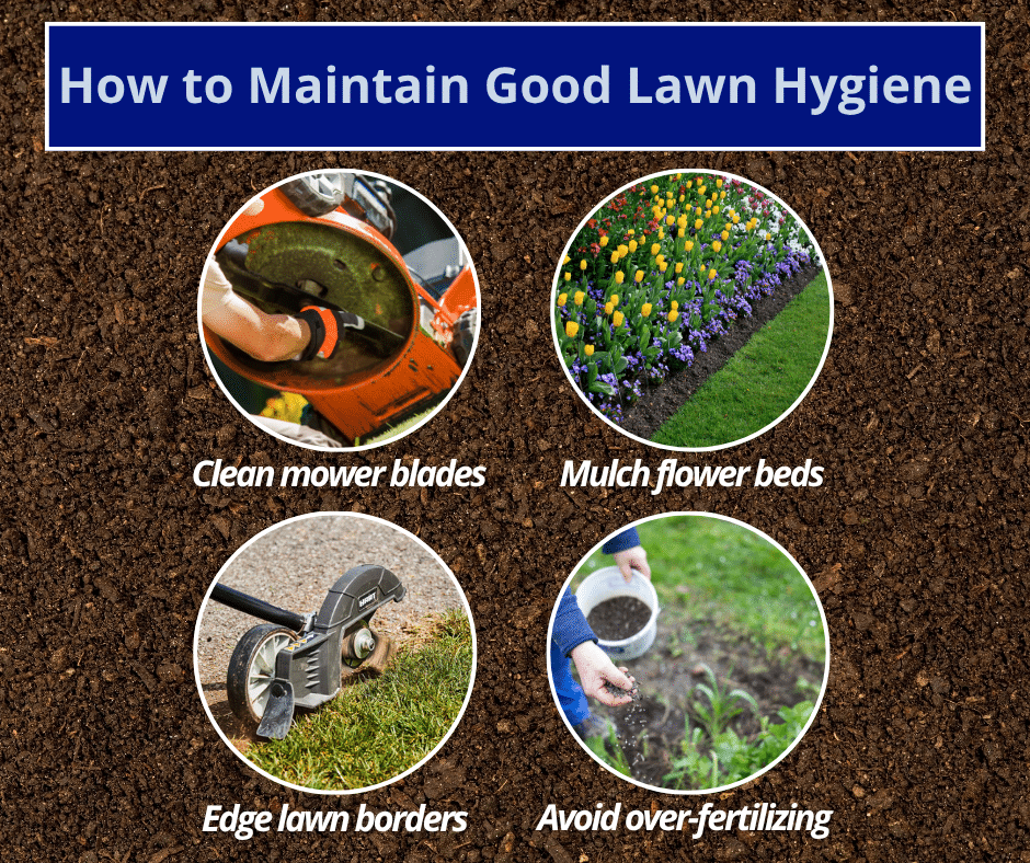 how to maintain good lawn hygiene