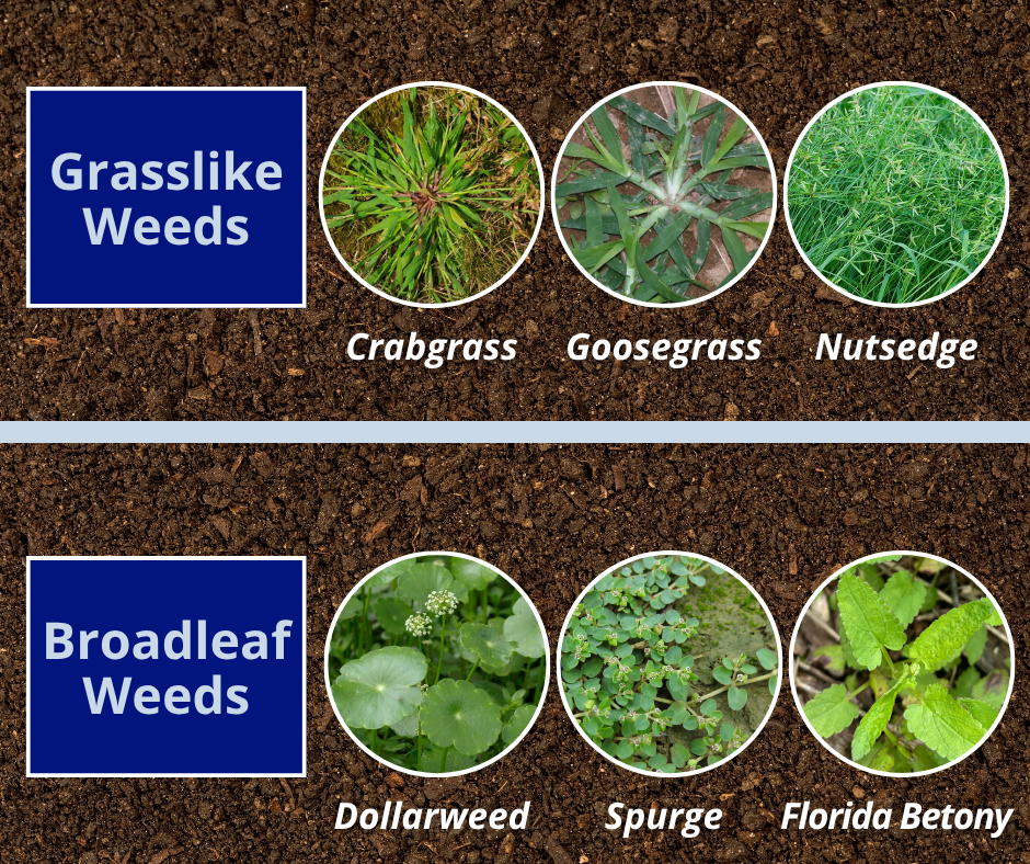 types of Florida weeds