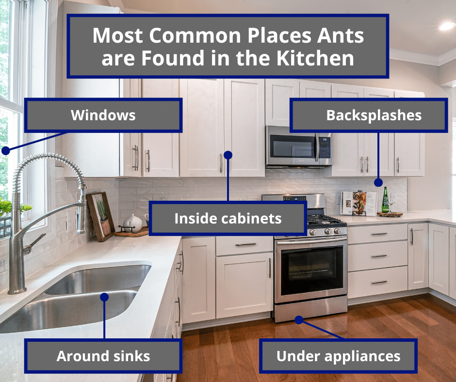 most common places ants are found in kitchens