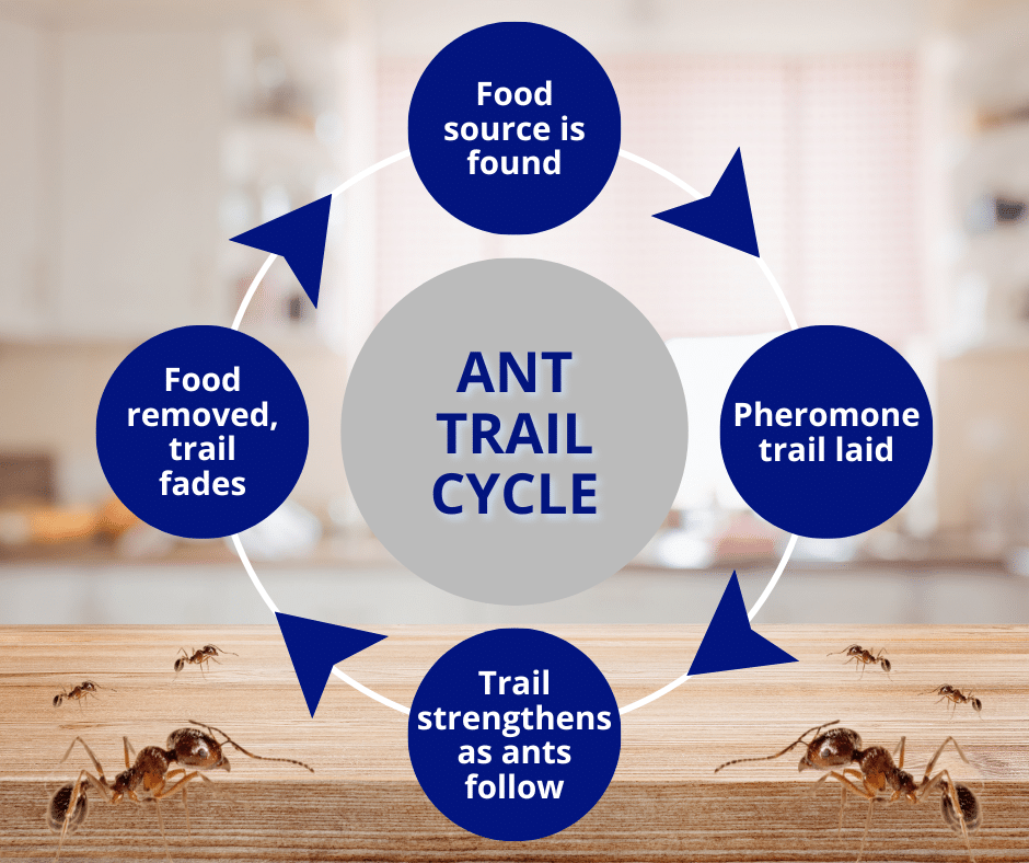 ant trail cycle