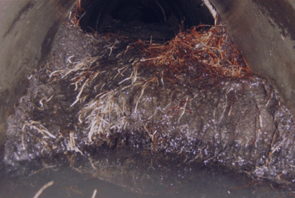 will vinegar kill tree roots in sewer