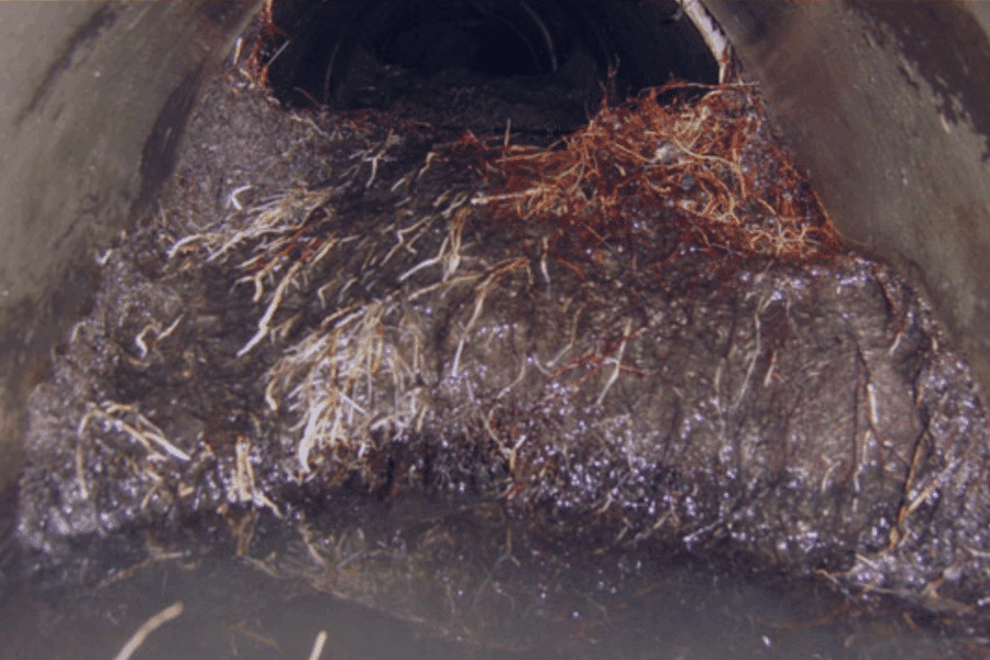 will vinegar kill tree roots in sewer