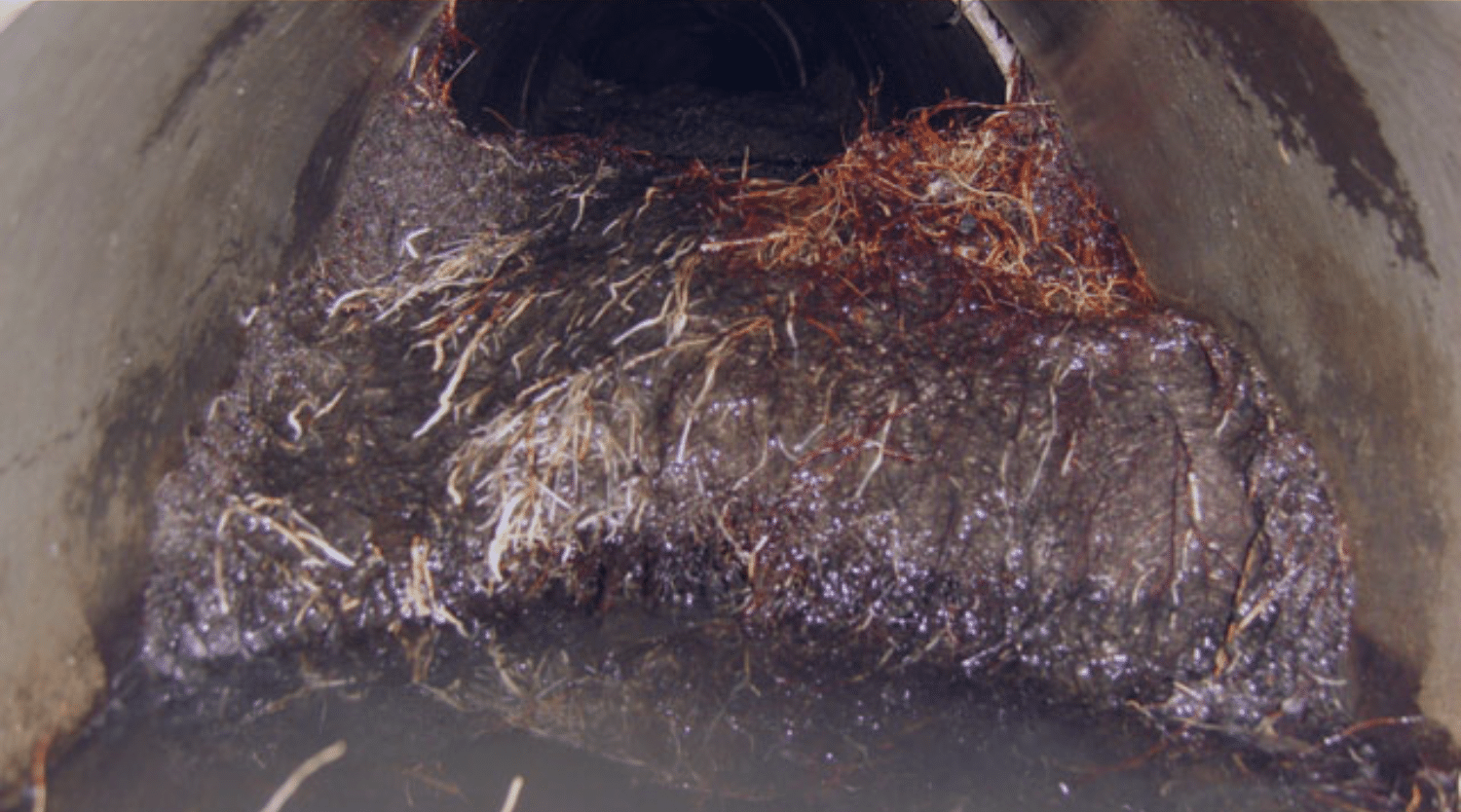 will vinegar kill tree roots in sewer