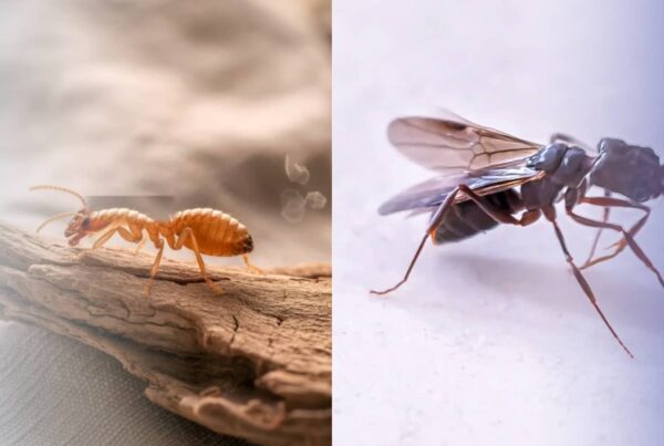 Key Signs of Termites vs Ants Every Homeowner Should Know