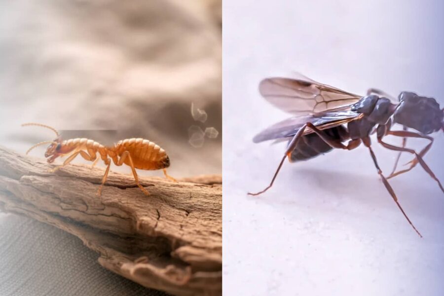 Key Signs of Termites vs Ants Every Homeowner Should Know