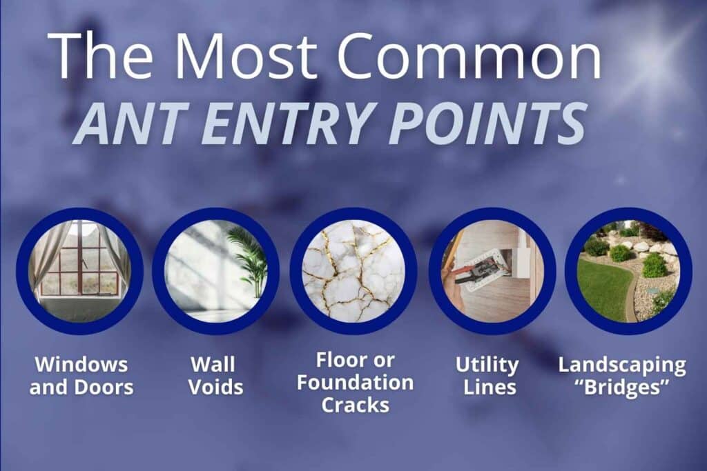 Illustration of a home highlighting common ant entry points, including windows and doors, wall voids, utility line openings, landscaping touching the foundation, and small foundation cracks.