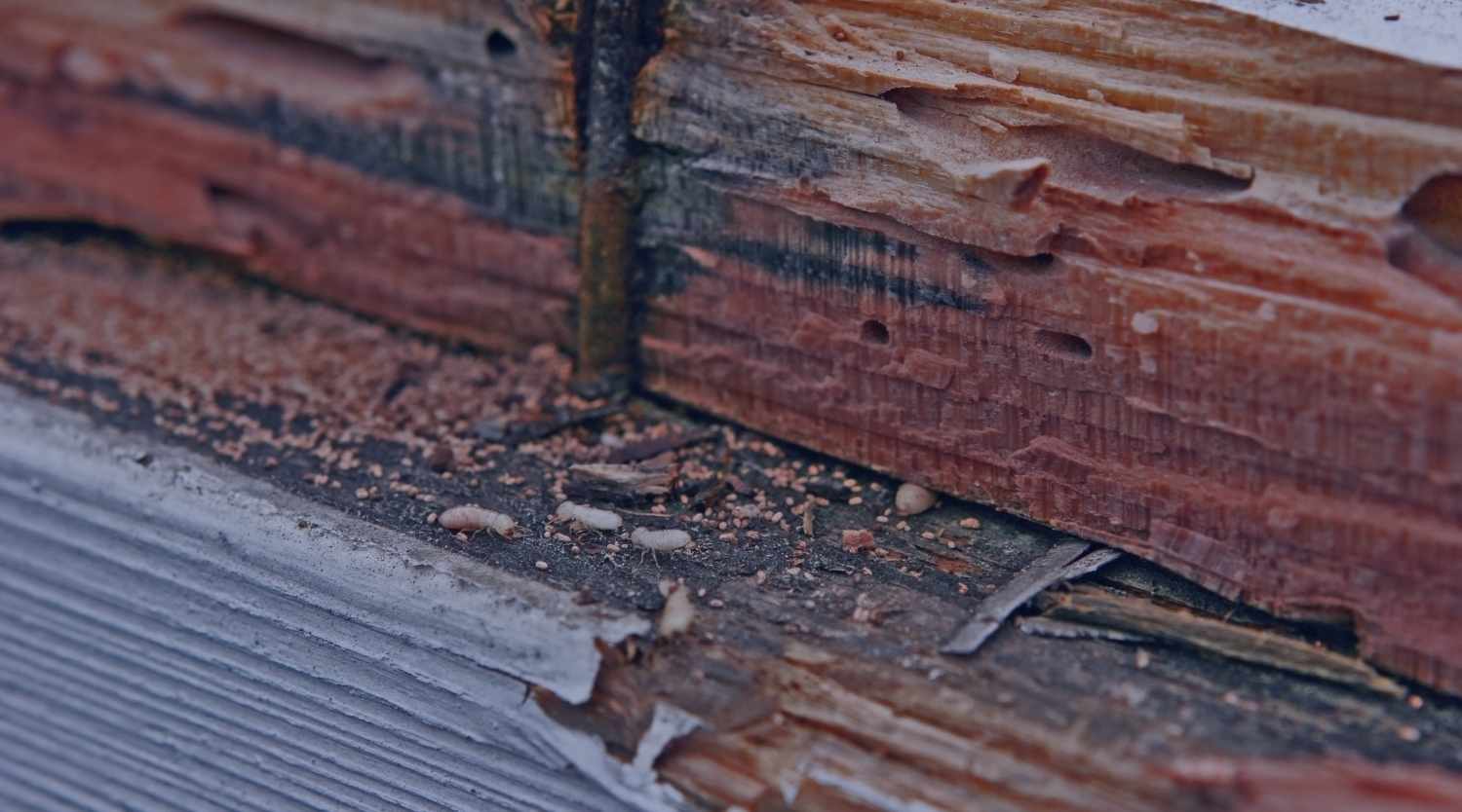 How Can You Tell If Termites Are Active in Your Home?