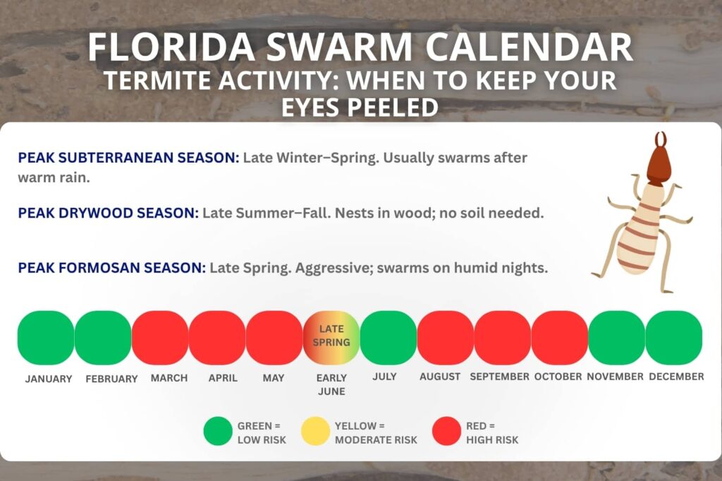 An infographic titled "Florida Termite Swarm Calendar" illustrating color-coded peak activity seasons for subterranean, Formosan, and drywood termites across a monthly timeline.