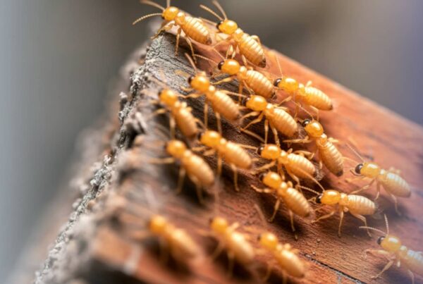 A group of pale, amber-colored termites crawl across the textured surface of a weathered piece of wood.