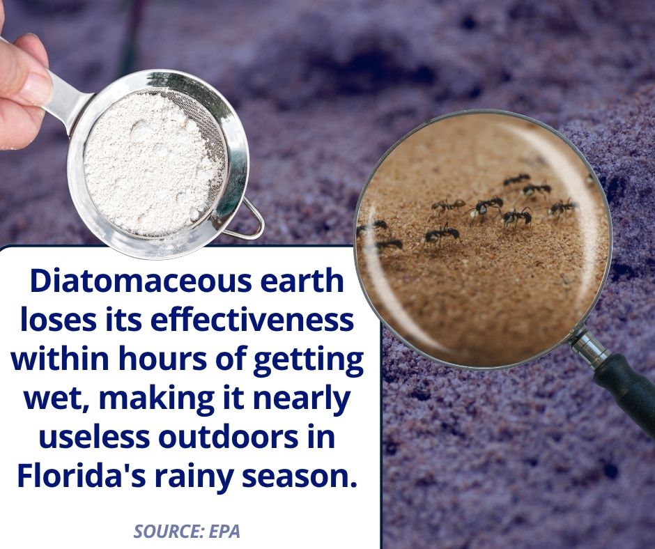 Diatomaceous earth powder being sifted near an ant trail outdoors
