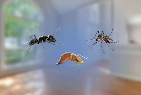 An ant, a termite, and a mosquito superimposed over a blurred interior home background.