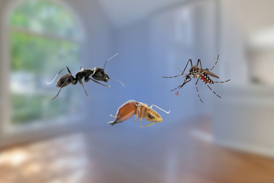 An ant, a termite, and a mosquito superimposed over a blurred interior home background.
