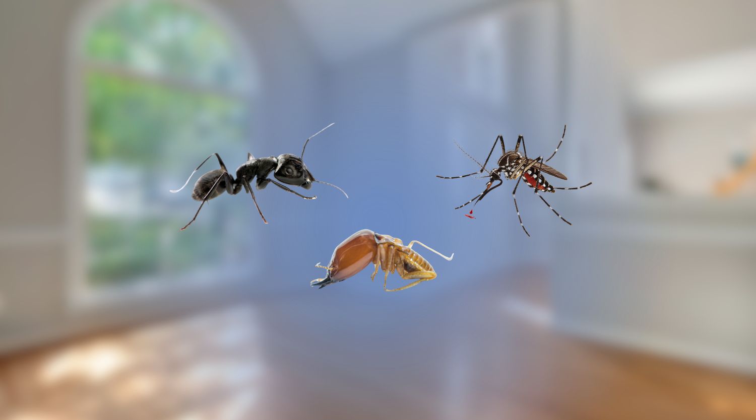 An ant, a termite, and a mosquito superimposed over a blurred interior home background.