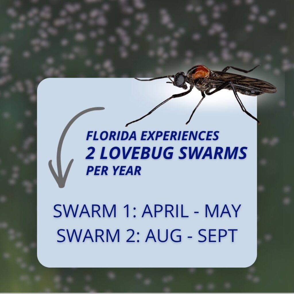 Graphic stating Florida experiences two lovebug swarms per year, showing Swarm 1 occurs from April to May and Swarm 2 occurs from August to September.