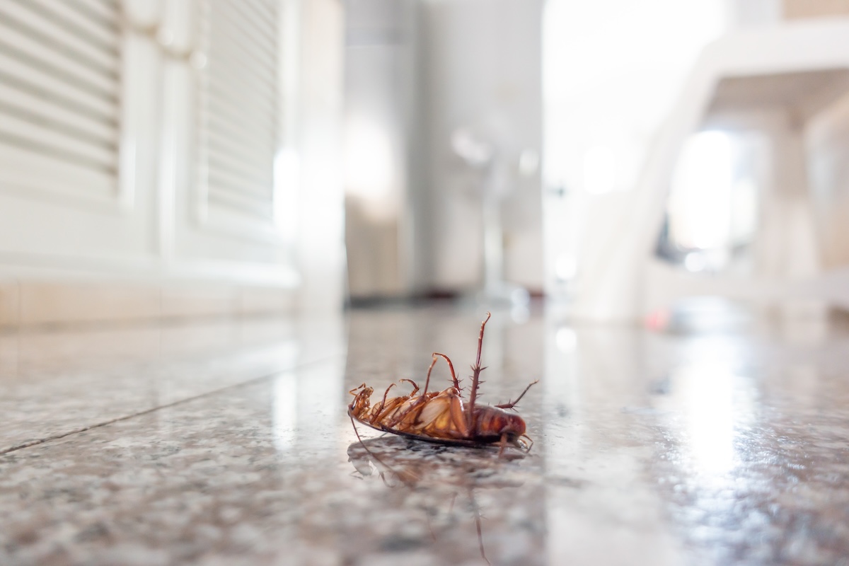 A dead cockroach lying upside down on a polished, reflective tile floor inside a bright, modern room.