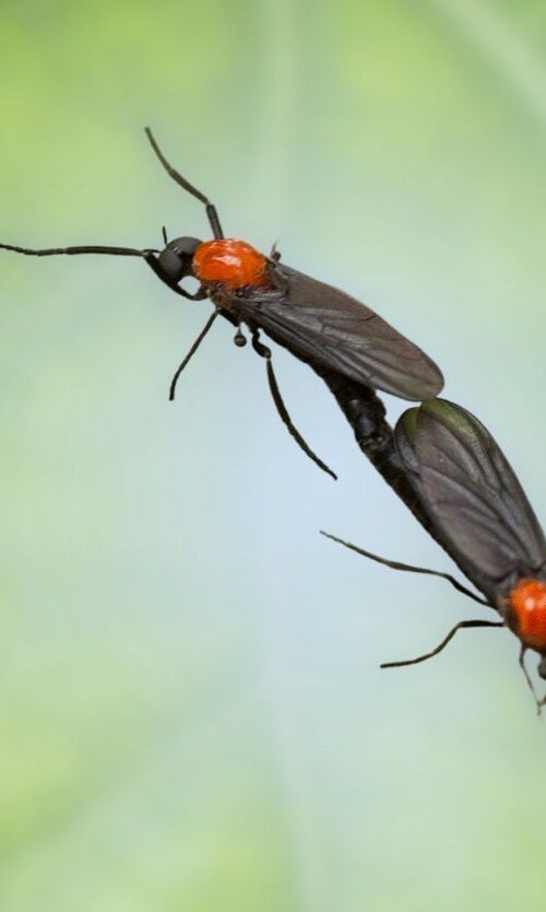 Macro close-up photo of two black and red Florida lovebugs connected together against a soft green leaf background.