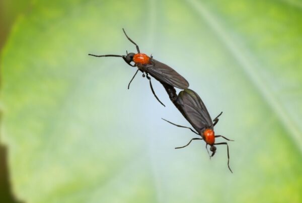 Macro close-up photo of two black and red Florida lovebugs connected together against a soft green leaf background.