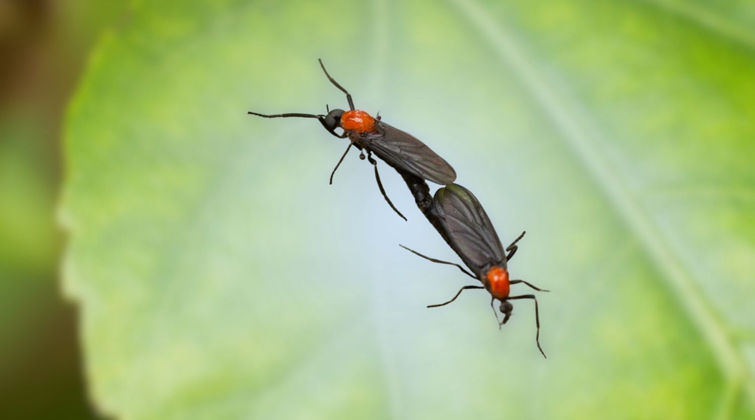 Macro close-up photo of two black and red Florida lovebugs connected together against a soft green leaf background.
