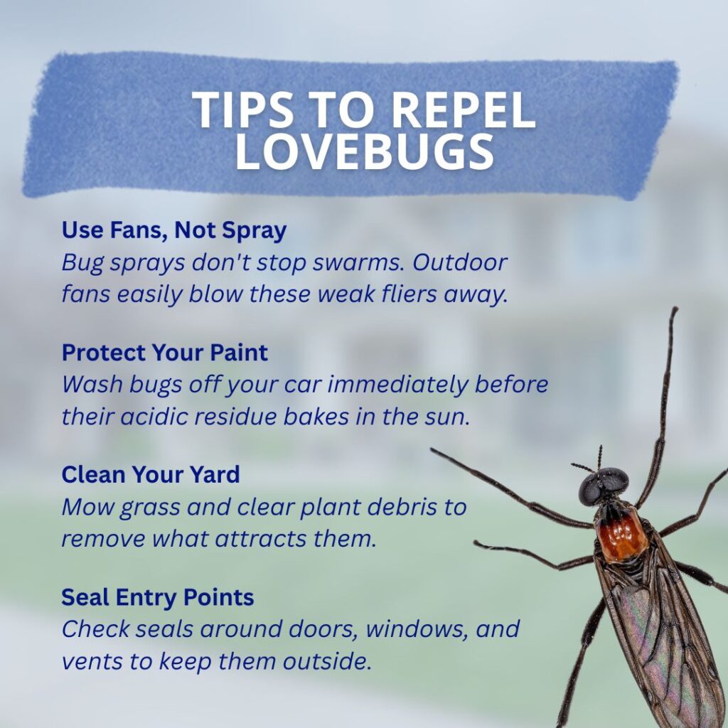 Infographic titled "Tips to Repel Lovebugs" next to an image of a lovebug, featuring four quick tips: Use Fans, Not Spray; Protect Your Paint; Clean Your Yard; and Seal Entry Points.