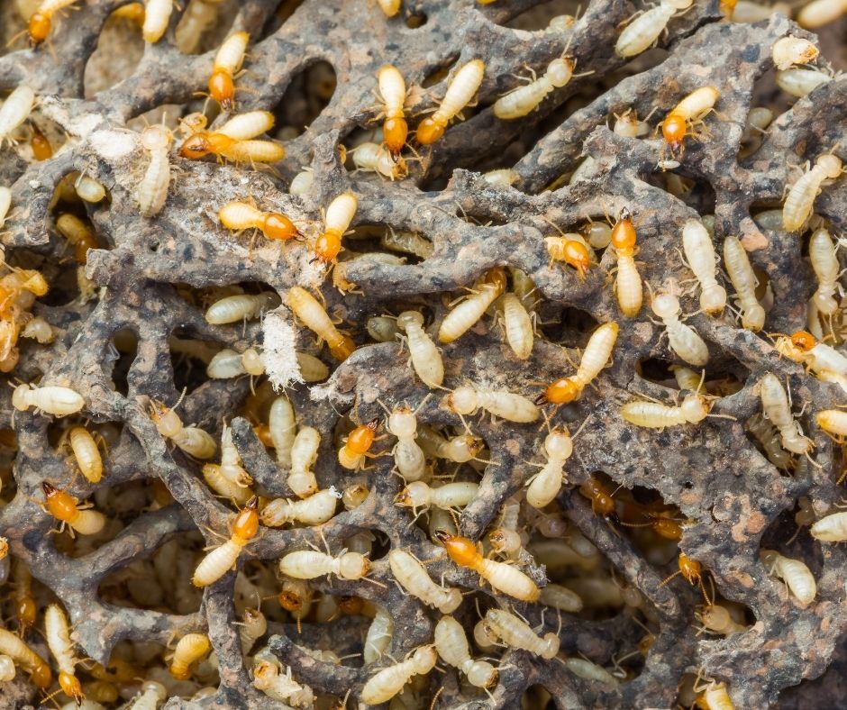 Close-up view of a dense colony of termites crawling on an infested nest structure.